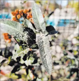  ?? Bob Morris ?? Aphids are one of the most common insects found on trees and shrubs, vegetables, annuals and perennials in home gardens.