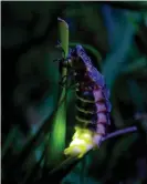  ?? ?? A female glowworm. Photograph: David Savory/Alamy