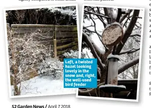  ??  ?? Left, a twisted hazel looking lovely in the snow and, right, the well-used bird feeder