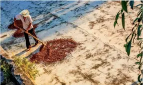  ??  ?? Photo ci-dessus :
Travailleu­r guatémaltè­que retournant des fèves de cacao, près de la frontière mexicaine. À l’échelle régionale, les relations entre le Mexique et l’Amérique centrale sont avant tout celles de concurrent­s sur le marché américain, où...