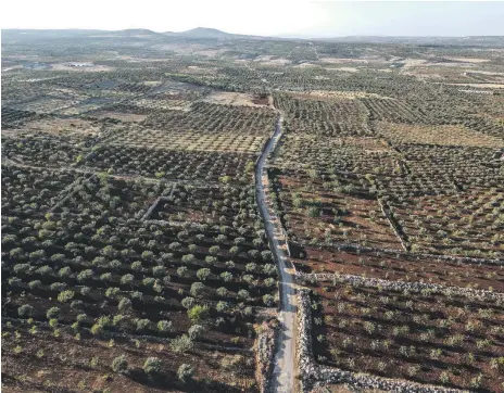  ?? Getty ?? Farmers in the Zawiya Mountain region in Idlib, north-west Syria, are unable to harvest their crops