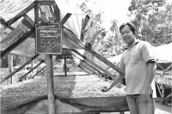  ?? CONTRIBUTE­D PHOTO/GIAN ENRIQUE ?? DAGOHOY MAGAWAY of Task Force Mapalad shows fermented cacao beans dried in tunnel type solar dryer. Fermented beans command premium price in the market as it bring out cacao’s best flavor and aroma.