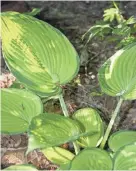  ?? JAN RIGGENBACH ?? Although problems are possible, hostas are usually easy to grow in a shady perennial garden.