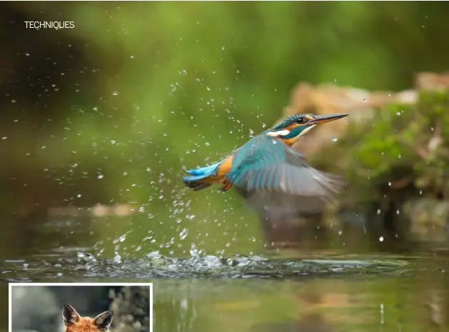  ??  ?? Above right
PRO LENS CONTROLS
Wildlife and sports photograph­ers make full use of on-lens controls such as AF stop and focus preset buttons. These enable precise control of focusing for fast-moving subjects