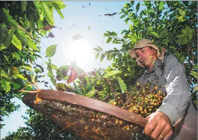  ?? XINHUA ?? A worker sieves coffee beans on a farm near the city of Sao Lourenco in southeaste­rn Brazil.