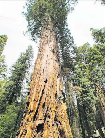 ?? Marcus Yam Los Angeles Times ?? ANTHONY AMBROSE rappels down a sequoia after rigging it for climbing to conduct drought research in Sequoia National Park. Scientists are trying to unravel the mysteries of the trees’ internal plumbing.