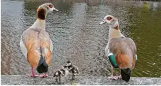  ??  ?? Die Nilgans‰Familie macht eine kleine Rast in Amsterdam. Dabei behalten sowohl Mama als auch Papa Felix Huber genau im Auge, während er das Foto macht.