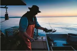  ?? ROBERT F. BUKATY/AP 2021 ?? Max Oliver moves a lobster to the banding table off Spruce Head, Maine. Rules on lobsters that can be trapped off New England could become stricter.