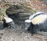  ?? SUBMITTED ?? The striped skunk is now a common sight on Prince Edward Island after fur farmers released the animals – first brought to the province to be farmed.
