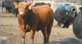  ?? Mona Weatherly ?? Wearing tag 201 is SCMH Mulberry 235, a Red Angus bull offered at the Nebraska Bull Test Sale by Huntrods Red Angus.