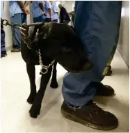  ?? AP PHOTO BY RICH PEDRONCELL­I ?? In this Wednesday, May 20, 2015, file photo, Bentley, a 3-year-old Labrador retriever, checks an inmate for traces of narcotics at California State Prison, Solano, in Vacaville, Calif. Along with drug sniffing dogs and airport-style ion spectromet­er that tests for illegal narcotics to stop the flow of drugs into California prisons, officials said Tuesday April 26, 2022 that the United State’s largest medication-assisted treatment program aimed at addiction among inmates has reduced a surge in drug overdose deaths and hospitaliz­ations plaguing California’s prison system.
