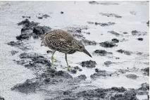  ?? BRUCE DI LABIO ?? An immature Black-crowned Night-Heron continues fishing despite heavy rains in Kanata.