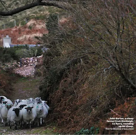  ??  ?? John Barton, a sheep farmer from Glenbeigh, Co Kerry, rounding up his sheep.