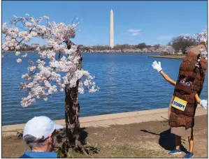  ?? ?? Stumpy the mascot poses near Stumpy the cherry tree Tuesday at the tidal basin in Washington. The weakened tree is experienci­ng its last peak bloom before being removed for a renovation project that will rebuild seawalls around Tidal Basin and West Potomac Park. (AP/Nathan Ellgren)