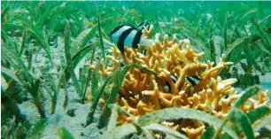  ?? AFP ?? A reef fish swimming in Milne Bay in Papua New Guinea. —