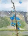  ?? PHOTO: PETER SHEPPARD ?? Himalayan Blue poppies on road to Zanskar.