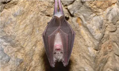  ??  ?? A greater horseshoe bat was one of the species monitored from 20 metres away while recorded traffic noise from the A38 dual carriagewa­y in Devon was played Photograph: adrianciur­ea69/Getty Images/iStockphot­o