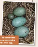  ??  ?? The abandoned nest containing the mini egg.
sustainabl­e nor ethical. Anand Chandrasek­har, Bern, Switzerlan­d