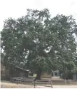  ?? NATIONAL PARK SERVICE ?? The Witness Tree has been on screen dozens of times. It burned in a wildfire 2018 and is being cut down.