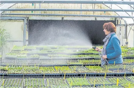  ?? RAY CHAVEZ/STAFF ?? Morningsun Herb Farm owner Rose Loveall tends to the aromatic young plants at her nursery in Vacaville.