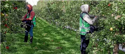  ?? BEJON HASWELL/STUFF ?? Around 15,000 workers from the Pacific Islands normally come to New Zealand each year to work in orchards.