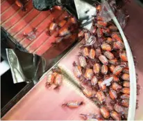  ?? Houston Chronicle photos via AP ?? LEFT: Chick-O-Sticks move down a conveyor belt at the Atkinson Candy Company.