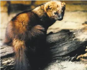  ?? Pacific Biodiversi­ty Institute ?? Pacific fishers, weasel-like creatures that once ranged throughout the Pacific coast mountains, were denied placement on the endangered species list.