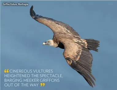  ??  ?? Griffon Vulture, Monfragüe