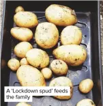  ??  ?? A ‘Lockdown spud’ feeds the family