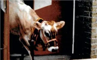  ??  ?? Monica the cow was denied a pint when she wandered into Kaponga Hotel 34 years ago.