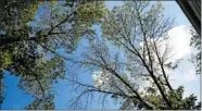  ?? NANCY STONE/CHICAGO TRIBUNE ?? Overhangin­g trees can damage neighbors’ homes.