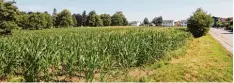  ?? Foto: Erich Echter ?? Nördlich der Wallbergst­raße soll auf einem Teil der Erweiterun­gsfläche für den Neuen Friedhof in Aichach ein kleines Baugebiet entstehen.