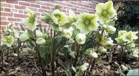  ?? The Washington Post/ADRIAN HIGGINS ?? Hellebores make an appearance as early as February and bloom for weeks in late winter.