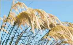  ??  ?? Either toetoe (left) or tussock (below) will give your landscape an iconic Kiwi look.