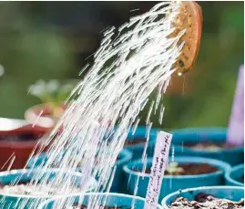  ??  ?? Use a can with a fine rose to help control the amount of water you give