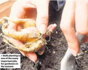  ??  ?? Bulb planting is one of the many important jobs for gardeners in the autumn