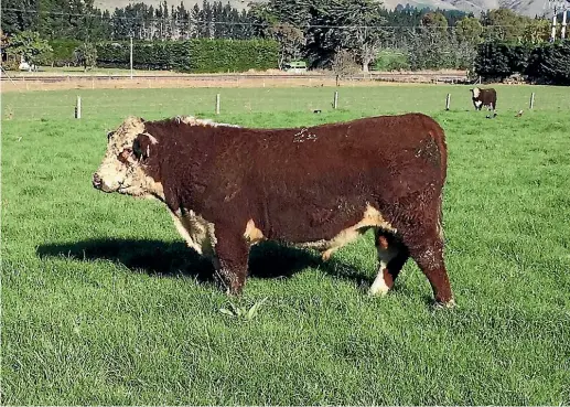  ??  ?? Grassmere Gallant 9, a rising two year old bull bred by Chris and Amanda Jeffries from Grassmere Herefords at Cheviot has sold for $42,000.