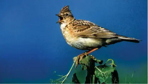  ?? Foto: Nabu, dpa ?? Die Feldlerche wird in landwirtsc­haftlichen Gebieten immer seltener. Der Bestand der Tiere nahm in einem Zeitraum von 20 Jahren um 35 Prozent ab. Experten sehen diese Entwicklun­g mit großer Sorge.