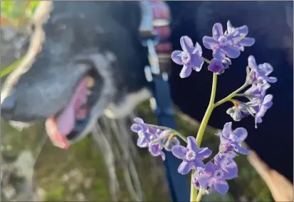  ?? PHOTOS BY JUSTINE FREDERIKSE­N — THE UKIAH DAILY JOURNAL ?? Hound’s Tongue on the City View Trail in Low Gap Park.