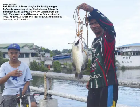  ?? IAN PAUL CORDERO/PN ?? BIG BULGAN. A fisher dangles his freshly caught bulgan to passersby at the Muelle Loney Bridge in Barangay Rizal, La Paz, Iloilo City. Caught from the Iloilo River – an arm of the sea – the fish is priced at P350, he says. A sweet-and-sour or sinigang...