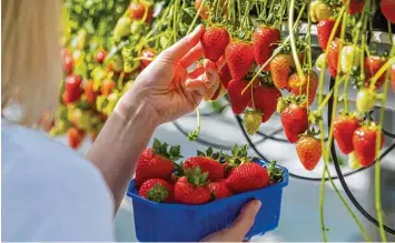  ?? Foto: Mohssen Assanimogh­addam, dpa ?? Nicht nur auf den Plantagen, sondern auch im heimischen Garten oder auf dem Balkon lassen sich derzeit Erdbeeren ernten. Was dabei zu beachten ist, erklärt unsere Expertin Marianne Scheu Helgert.