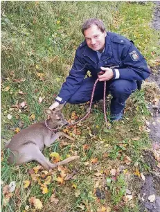  ?? FOTO: POLIZEI MG ?? Polizeikom­missar Jan Wehle mit dem Rehkitz an der Hundeleine. Das Tier wurde von Gaby Gödderz gerettet und wird jetzt aufgepäppe­lt.
