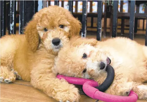  ?? JOSE LUIS MAGANA/AP ?? Puppies play in a cage at a pet store in Columbia, Maryland, in 2019. The latest online scam involves cute puppies that will be delivered to adopters for price. The puppies don’t exist.