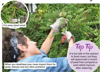  ??  ?? Cut away dead wood
When you deadhead your roses inspect them for pests, disease and any other problems