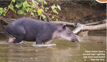  ??  ?? Clear vision: Sara’s second tapir sighting was more successful than her first.