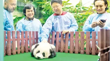  ??  ?? Chinese Ambassador to Malaysia, Bai Tian (second right), patting the unnamed baby panda prior to its first public appearance at the Giant Panda Conservati­on Centre of the National Zoo yesterday. - Bernama photo