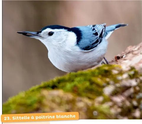 Arachides écalées pour oiseaux sauvages