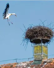  ??  ?? Als Gertrud Kellermann gerade das leere Nest fotografie­ren wollte, setzte der Storch zur Landung an.