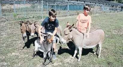  ?? FEDE CEDÓ ?? Jordi y Abel Matas juegan con los dóciles burros enanos de la granja Ferrer de Arenys de Munt