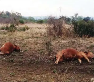  ?? ?? Two cattle were killed by lightning in Pumula South on Thursday